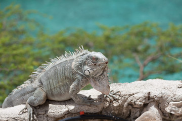 Green Iguana's Reptiles at Lagun Beach Curaca caribbean island