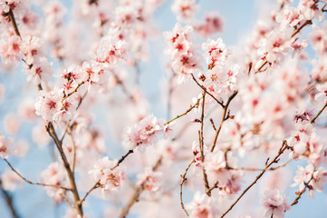 Spring cherry blossoms on blue background