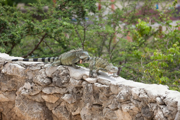 Green Iguana's Reptiles at Lagun Beach Curaca caribbean island