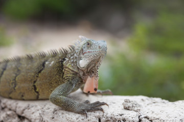 Green Iguana's Reptiles at Lagun Beach Curaca caribbean island