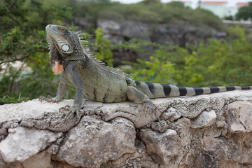 Green Iguana's Reptiles at Lagun Beach Curaca caribbean island