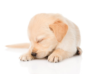 sleeping golden retriever puppy dog. isolated on white 