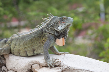 Green Iguana's Reptiles at Lagun Beach Curaca caribbean island