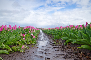 Pink Tulips on a muddy field with puddles after rain