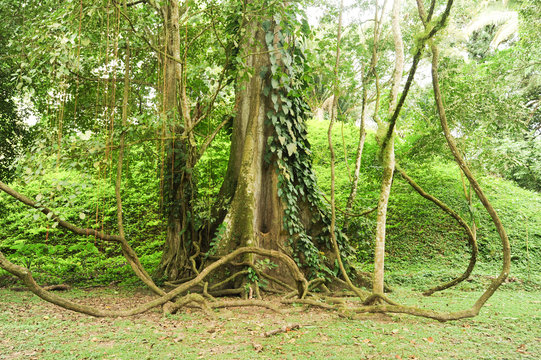 Tropical tree on the forest of Quirigua
