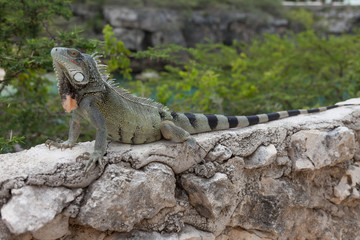 Green Iguana's Reptiles at Lagun Beach Curaca caribbean island
