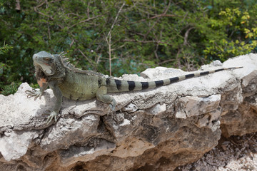 Green Iguana's Reptiles at Lagun Beach Curaca caribbean island