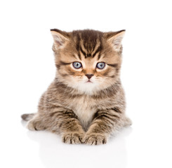 baby british tabby kitten lying in front. isolated on white 