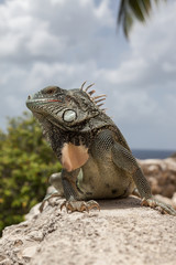 Fototapeta premium Green Iguana's Reptiles at Lagun Beach Curaca caribbean island