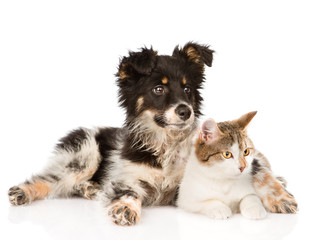 mixed breed dog and cat looking away. isolated on white 
