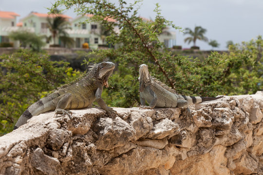 Green Iguana's Reptiles at Lagun Beach Curaca caribbean island