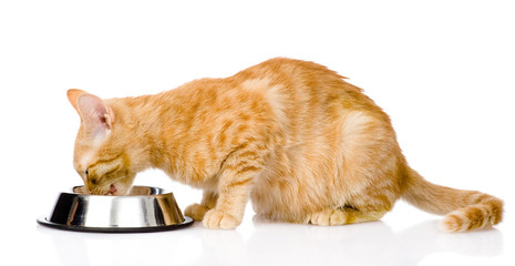 Naklejka premium cat eating food. isolated on white background