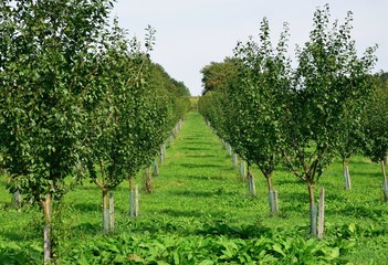 View to the apple plantation with young apple tree.