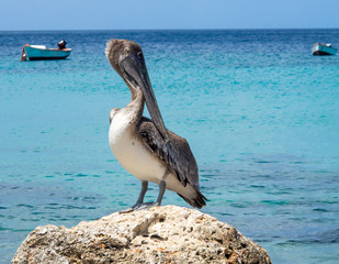 Pelican