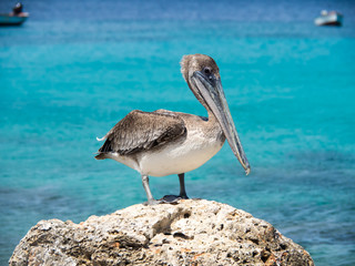 Pelican