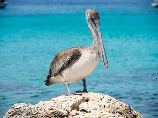 Pelican