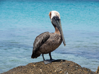 Pelican