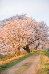 Fototapeta premium 満開の桜