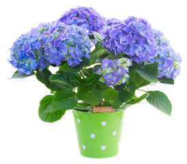 blue hortensia flowers in green pot