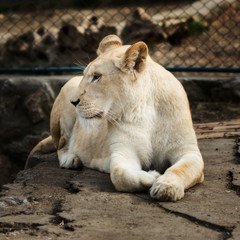 White lion