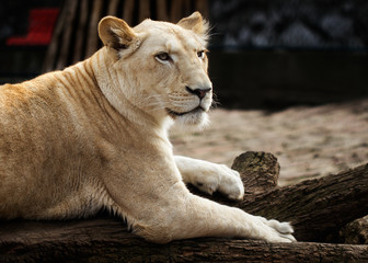 Obraz na płótnie Canvas White lion