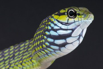 Dagger-tooth tree snake / Rhamnophis aethiopissa