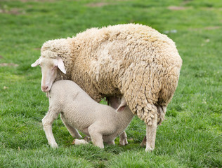 Obraz na płótnie Canvas Wuerttemberg sheep