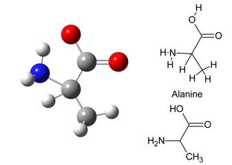 Structural model of alanine molecule