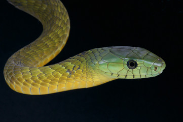 Mamba / Dendroaspis jamesoni