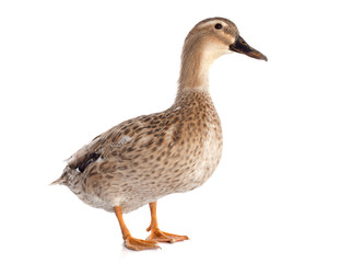 Naklejka premium female duck