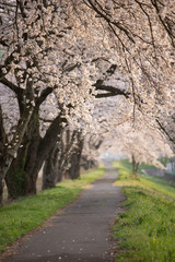 Fototapeta premium 満開の桜並木