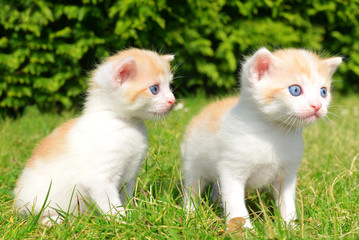 Young cats in the grass