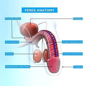 Anatomy of penis with names