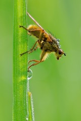 Fototapeta premium Scatophaga stercoraria