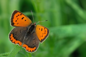 Lycaena phlaeas