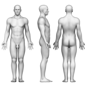 male body anatomy