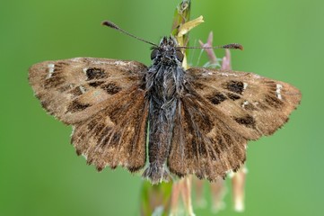 Carcharodus alceae