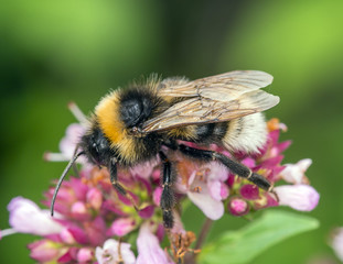 Bee