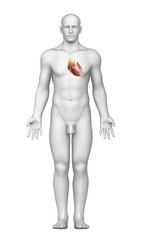 Male body anatomy with highlighted heart