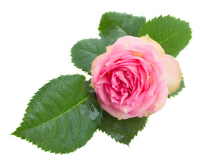 one pink rose with green leaves