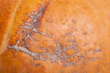 A close up of pumpkin texture
