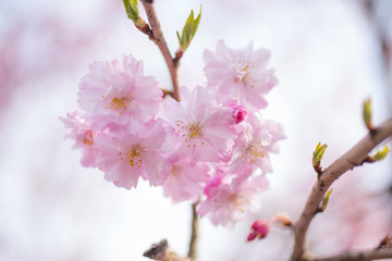 桜