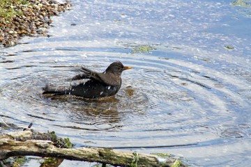 blackbird bathing