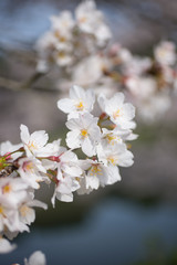 Obraz premium 桜