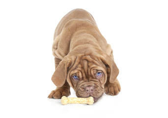 Puppy with dog bone