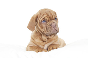 Dogue de Bordeaux Puppy (French mastiff)