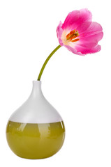 Beautiful tulip in vase isolated on white