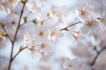 桜