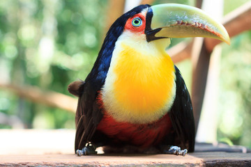 Green-billed (Red-breasted) toucan on sidewalk