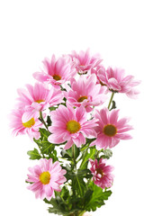 Obraz premium Beautiful chrysanthemum flowers isolated on white